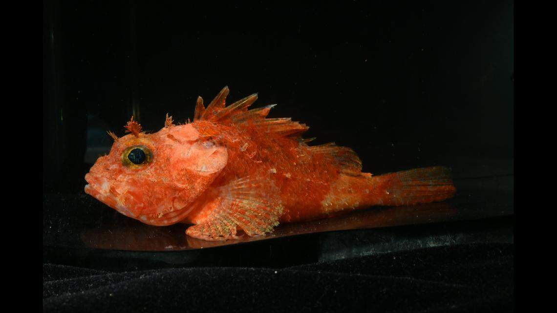 The new species was named after its “fiery” color, researchers said.