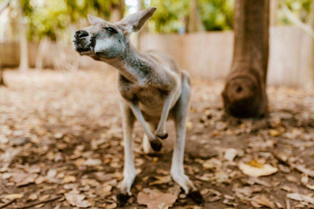 An Australian red kangaroo practices social distancing at Jungle Island in Miami.