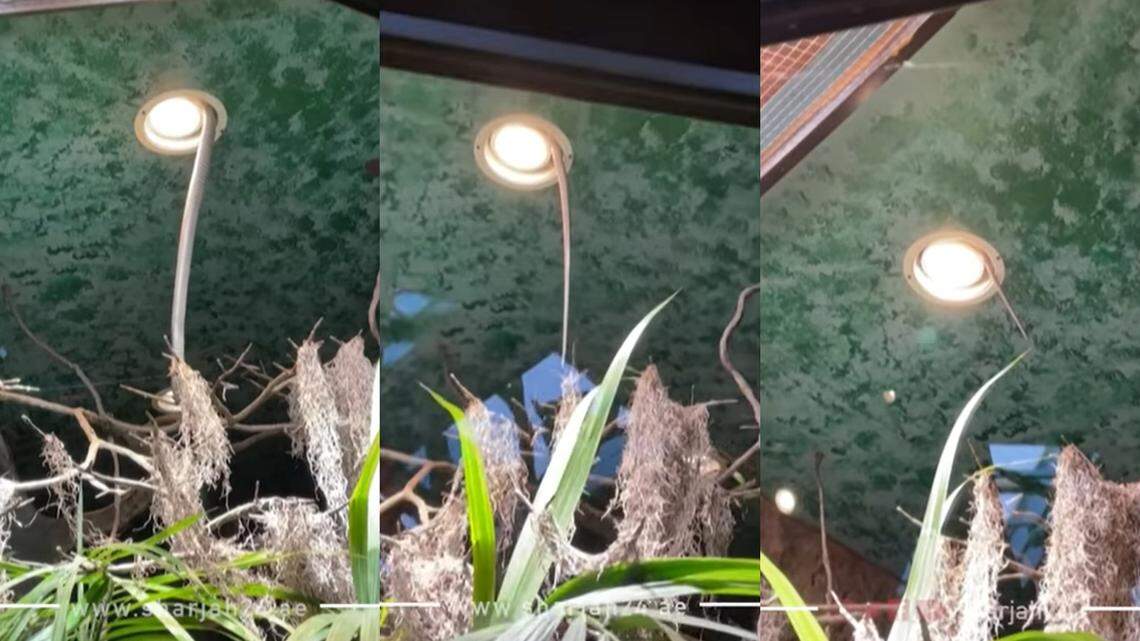 A king cobra snake at the Skansen Aquarium in Stockholm, Houdini, escaped out the ceiling of a zoo enclosure and remains missing days later.