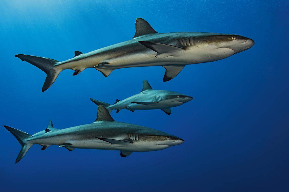 Gray reef sharks are usually medium to large in size and can grow up to 6 or 7 feet in total length. The gray reef sharks that were spotted in the southern channel of Fakarava Atoll were nearly six feet, according to FIU researcher Yannis Papastamatiou.