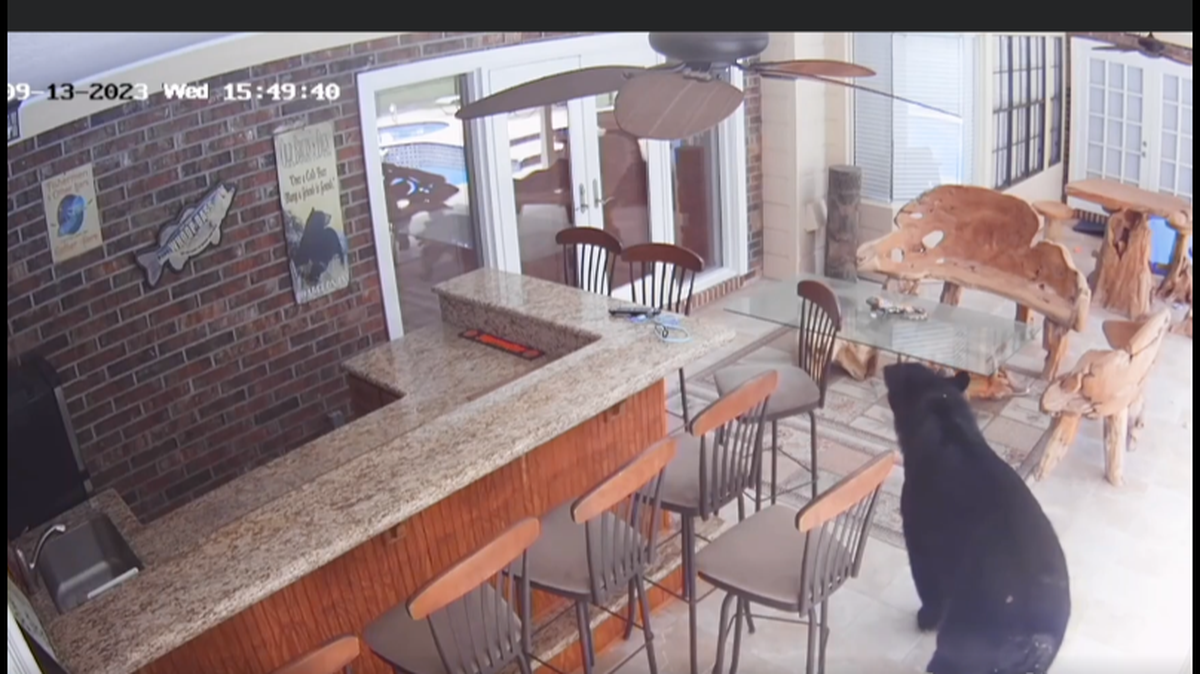Tripod, the three-legged bear, breaking into a Heathrow, Florida home/Joe Blade’s Facebook