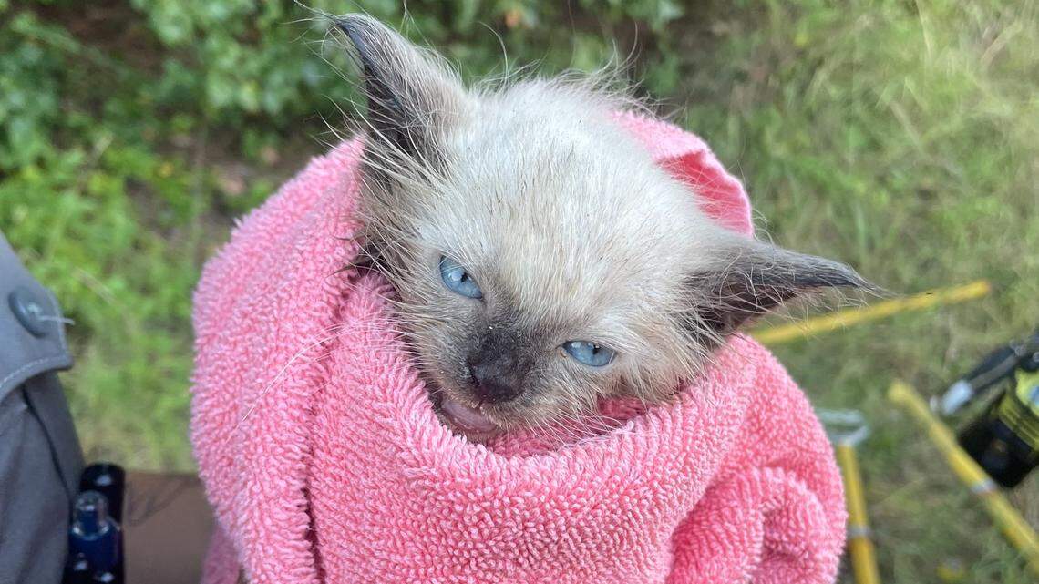 Firefighters rescued this tiny blue-eyed kitten Aug. 29. He was trapped in a storm drain in Virginia, officials said.