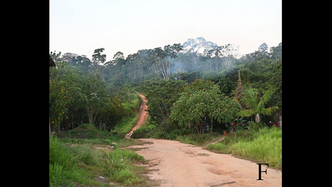Along a dirt road in Bolivia, a foot-long species was found for the first time.
