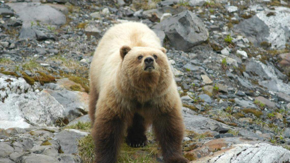 A brown bear (not the one pictured) in Glacier Bay National Park caused park rangers to issue a bear advisory.