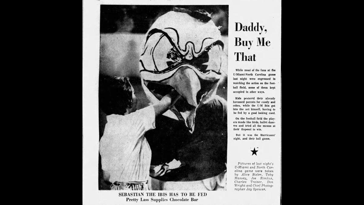A photo of a woman feeding a chocolate bar to the University of Miami’s Sebastian the Ibis appeared in a November 1959 issue of The Miami News.