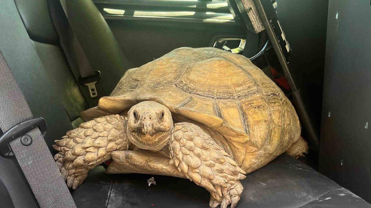 Nina, an African spurred tortoise, sits in the back of a Monroe County Sheriff’s Office patrol car.