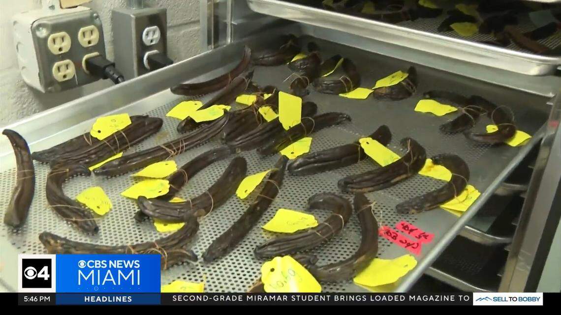 These vanilla beans came from plants grown by researchers at the University of Florida’s Tropical Research and Education Center in Homestead. Jan. 2026