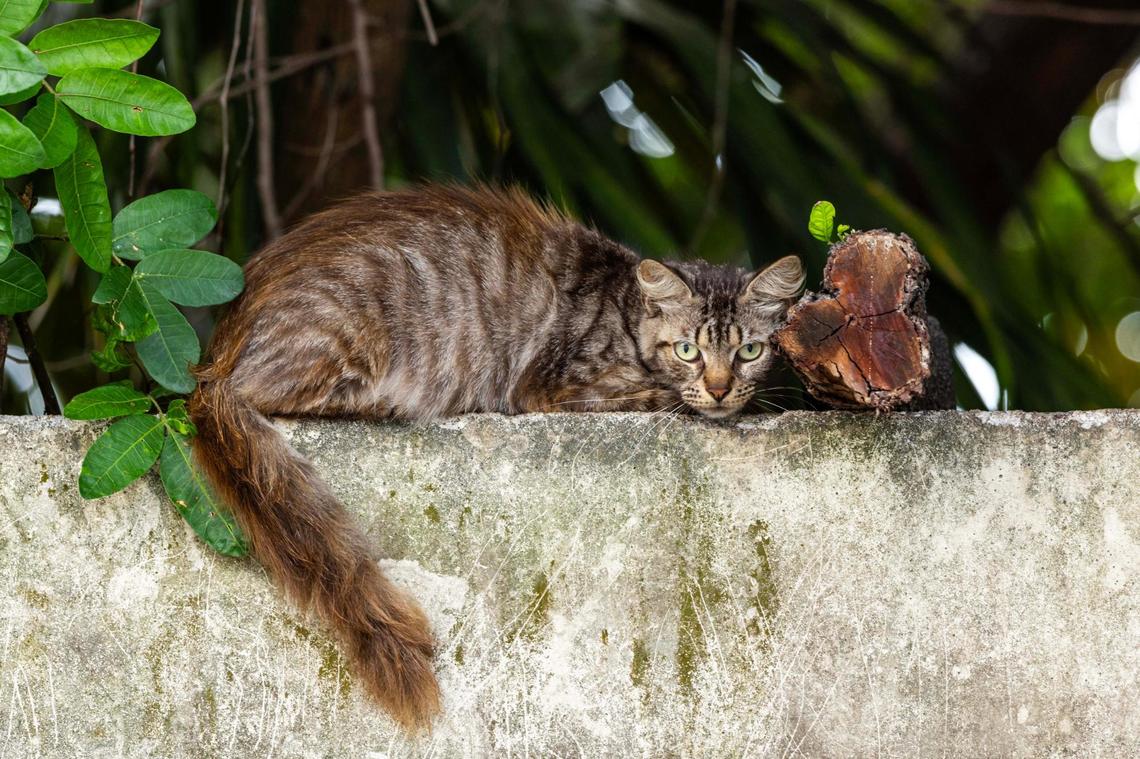 A cat lies atop a wall near a Lowe’s parking lot on Monday, May 19, 2025, in Kendall in Miami-Dade County.