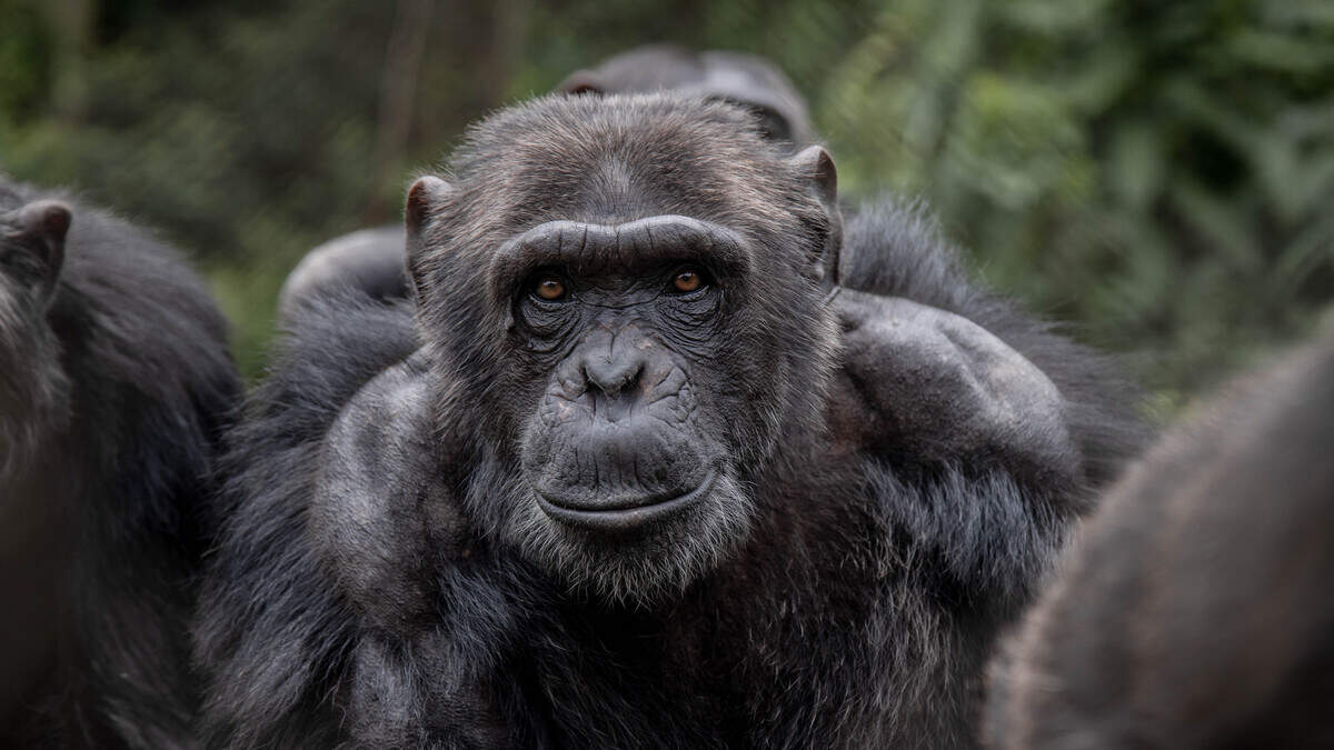 chimpanzee lwiro primate rehabilitation center