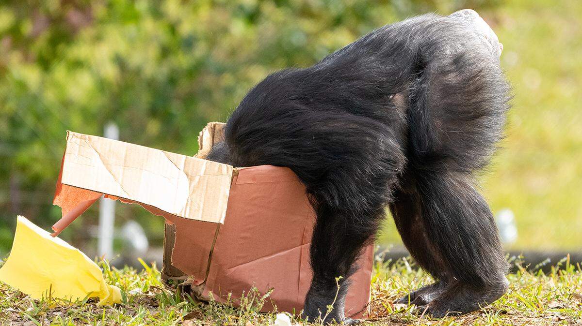Bubbles, the oldest chimp in North America, inspects her gift box on her 63rd birthday on February 5, 2026, at Zoo Miami.