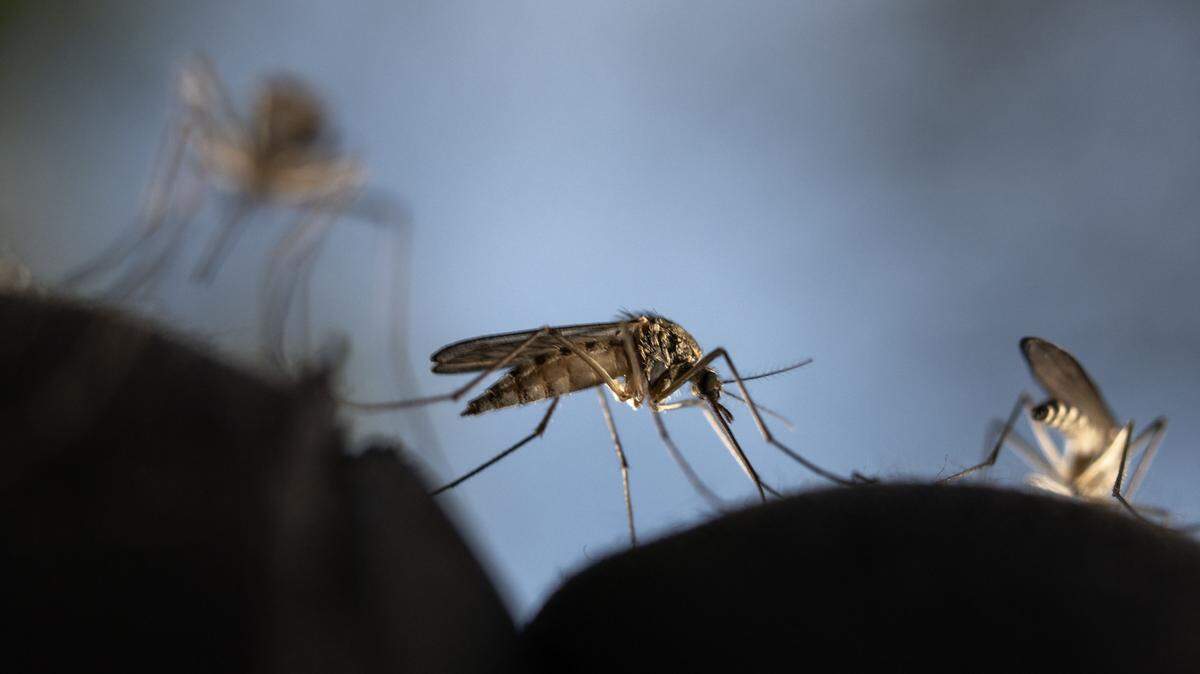 mosquitoes trying to bite through glove
