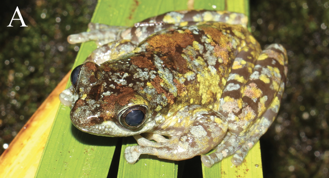 Some of the frogs have variations in color.