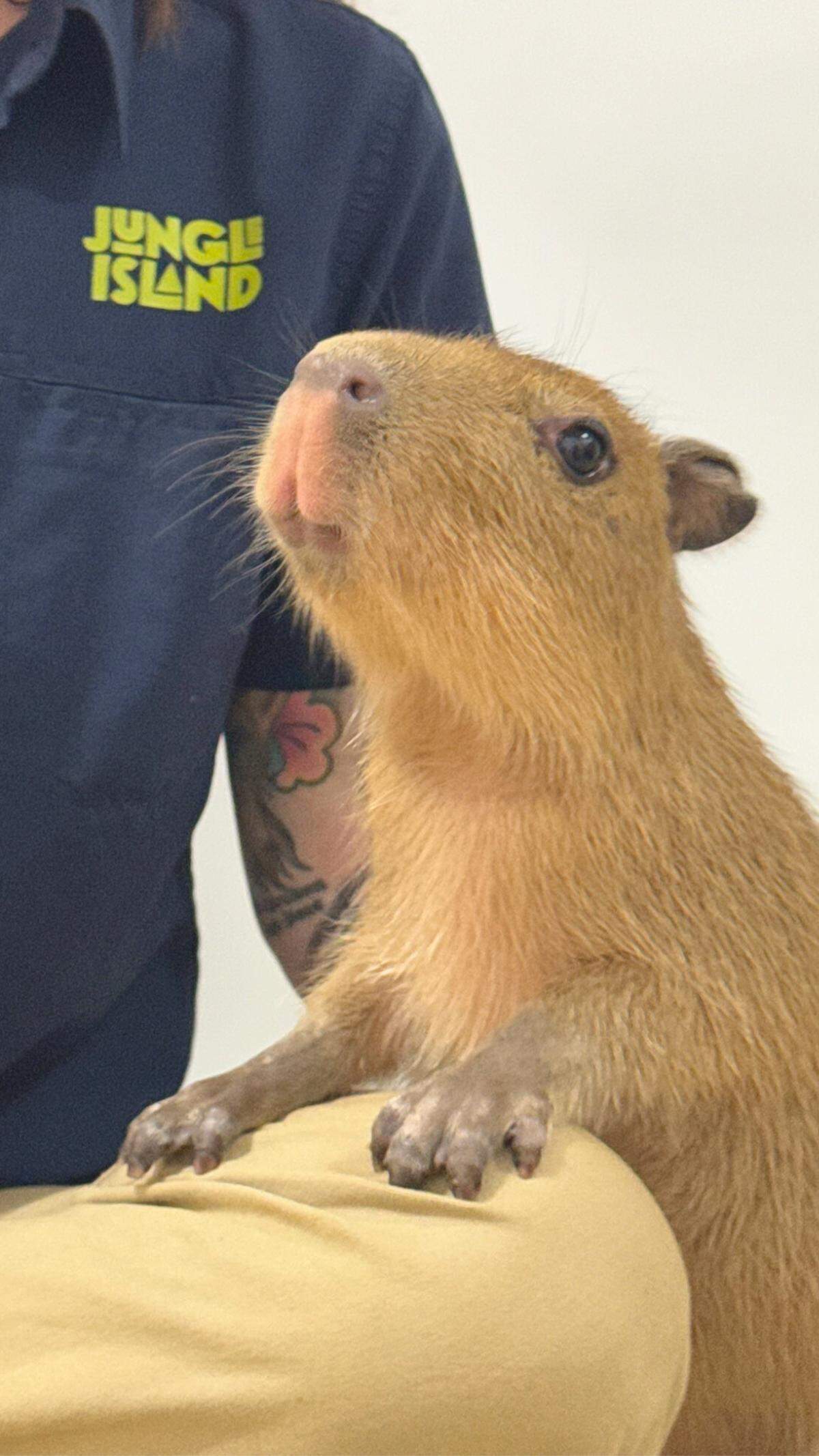 This baby capybara is one of three who arrived at Jungle Island Dec. 19.