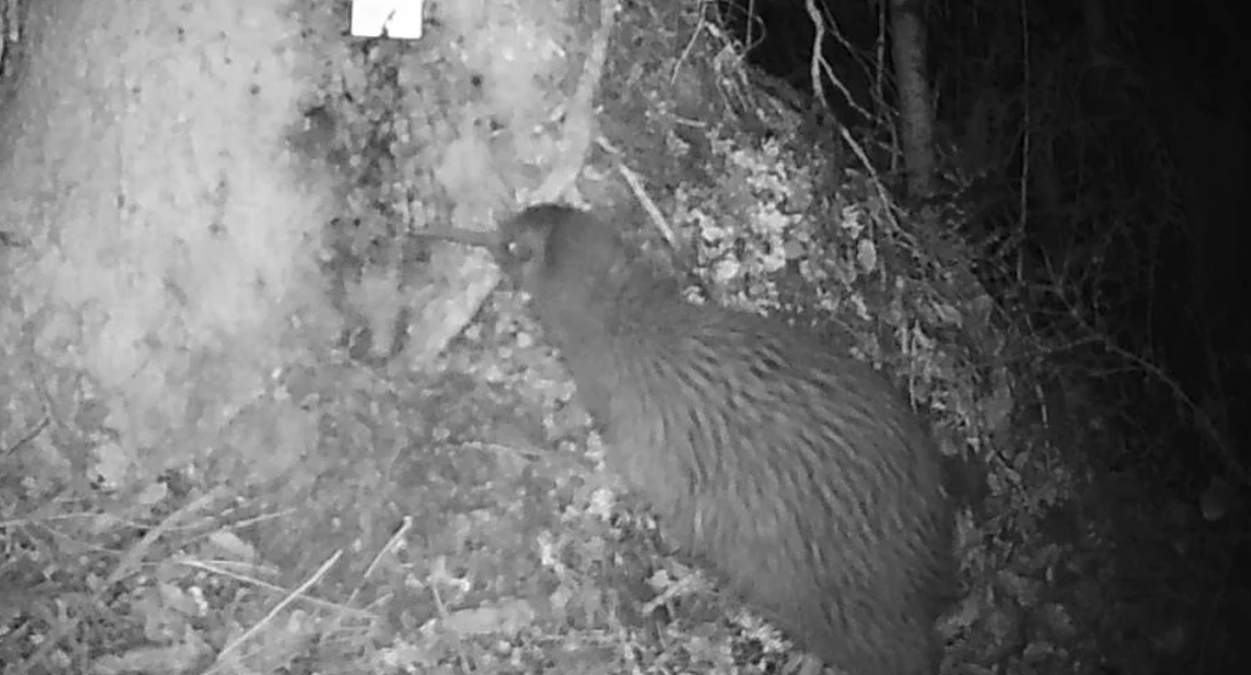 The rare kiwi was spotted more than 9 miles from where they typically live, rangers said.