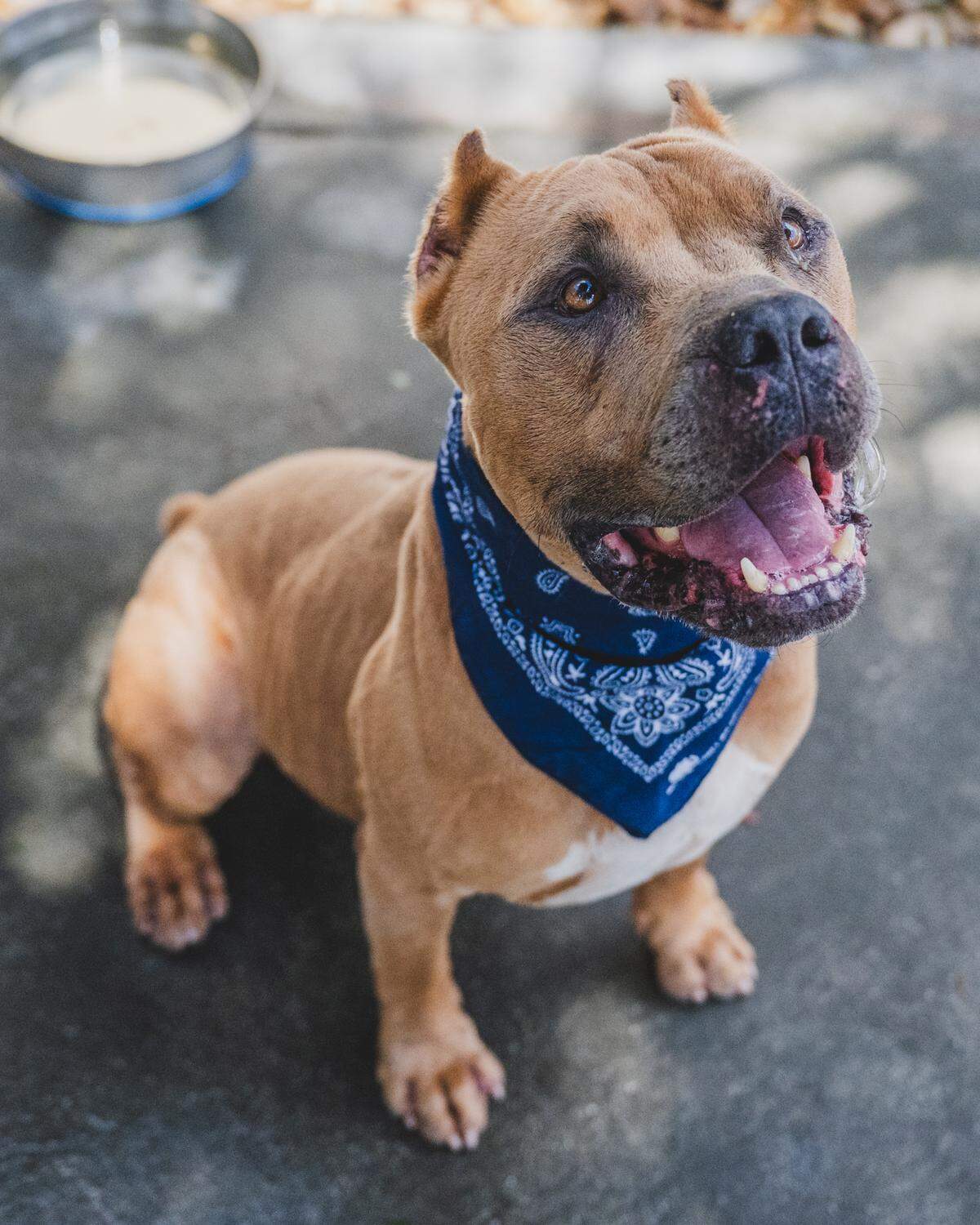 Introducing Bo #A2491149, a gentle and affectionate 3-year-old American Staffordshire Terrier mix who has been patiently waiting for his forever home at the shelter since July. Bo is heartworm positive, but with the right care and treatment, he’s bound to thrive. His big, warm smile and loving nature are sure to steal your heart. Bo’s personality is described as incredibly sweet and calm, making him an ideal companion for those seeking a loyal and easygoing four-legged friend. His love for treats adds a delightful touch to his charming character. Adopt Bo today and experience the joy of giving this sweet boy a place to call home.