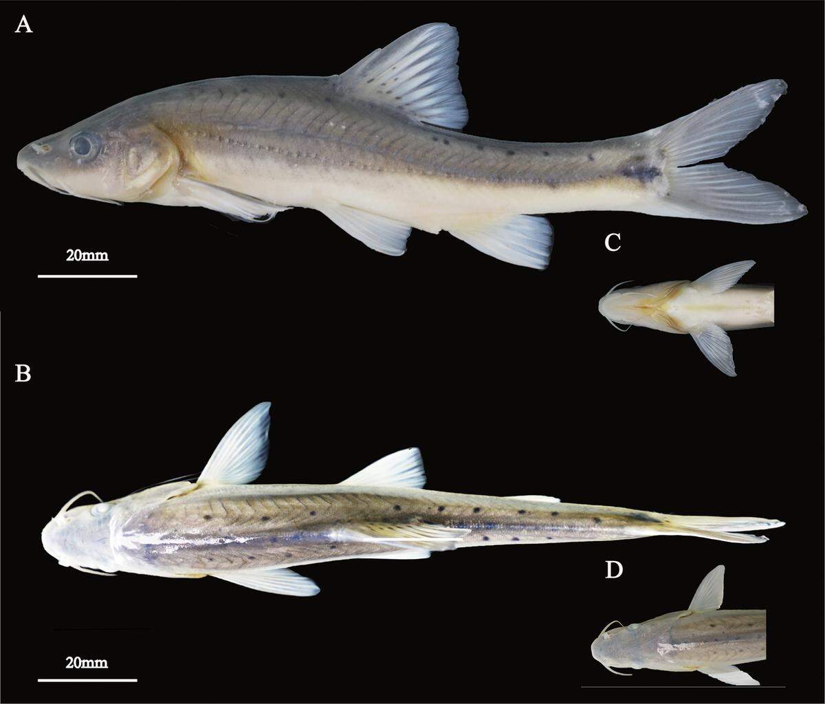 The fish is scaleless, as seen in a preserved sample.