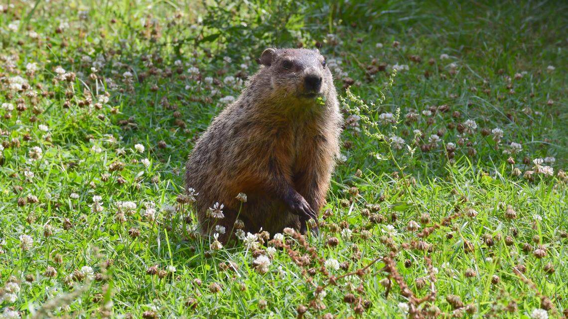 Several rabid groundhogs (not the one pictured) have been reported in Maryland within the last three months, according to health officials.