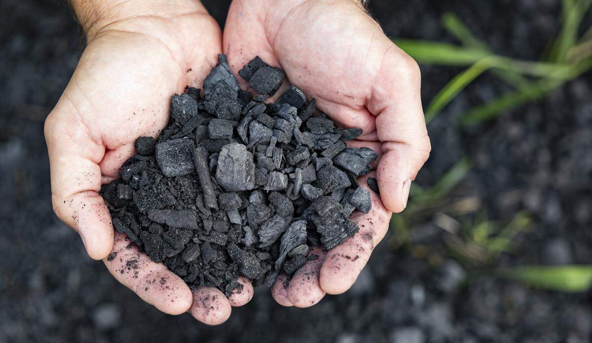 Mike Schmitt, director of sales and marketing with Air Burners, holds biochar produced from wood waste on Thursday, Jan. 8, 2026, in Palm City, Fla. Air Burners is a manufacturer of air curtain burner systems, which provide a controlled way to dispose of wood and other vegetative waste.