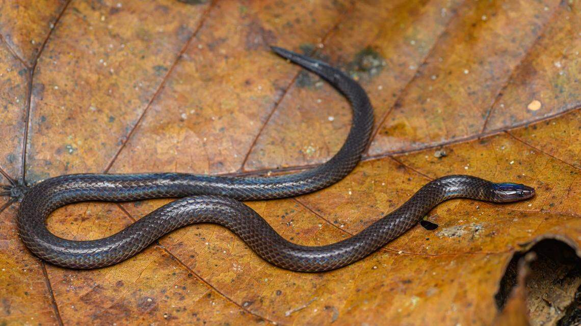Researchers discovered the “rare” defense mechanism in dwarf reed snakes, study said. Videos show the reptile escaping by rolling away.