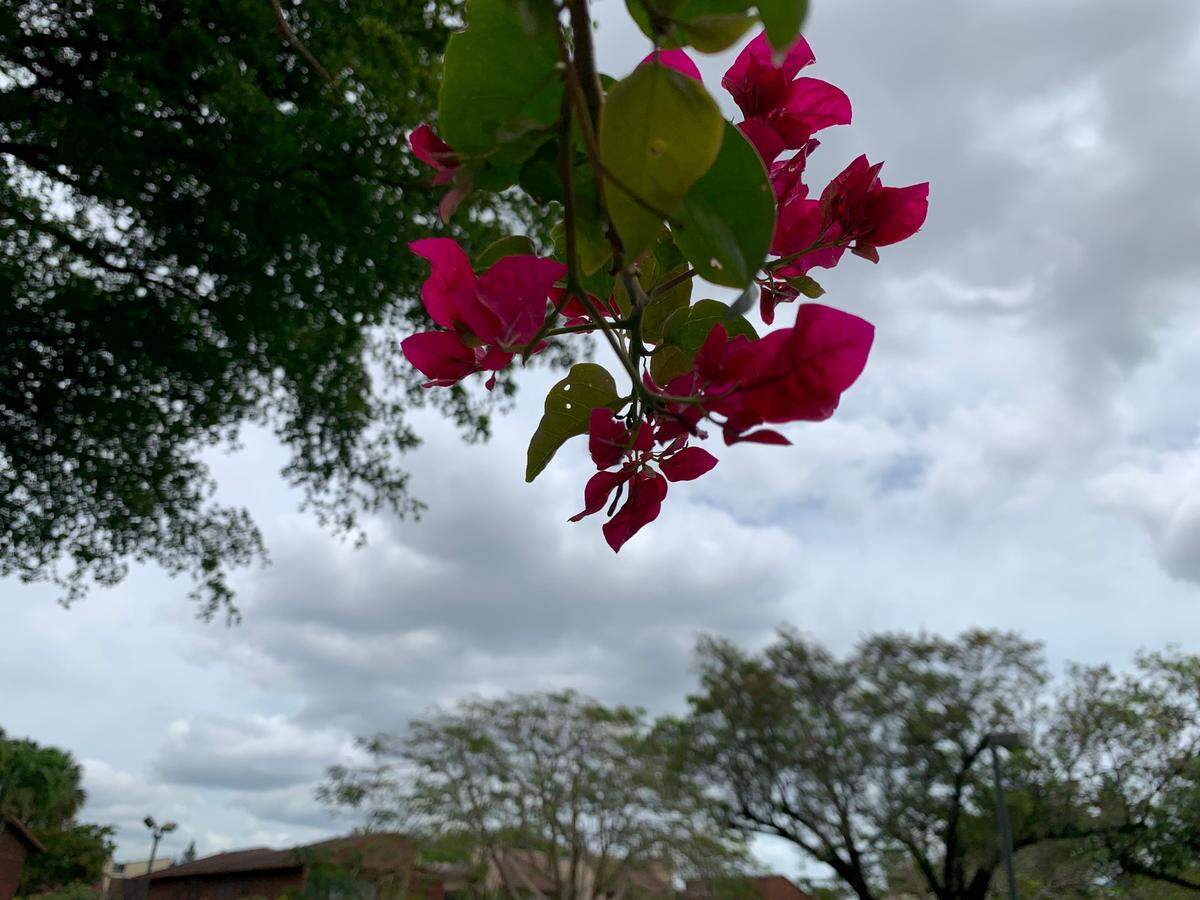 Cloudy skies and a good chance of rain is in the forecast for Thursday, April 20, 2023. But skies should clear Friday through the weekend, the National Weather Service in Miami reports.
