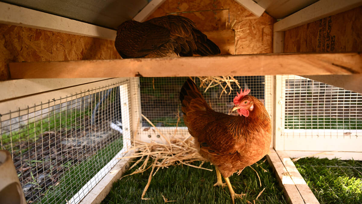 backyard chickens is raising chickens worth it 2026