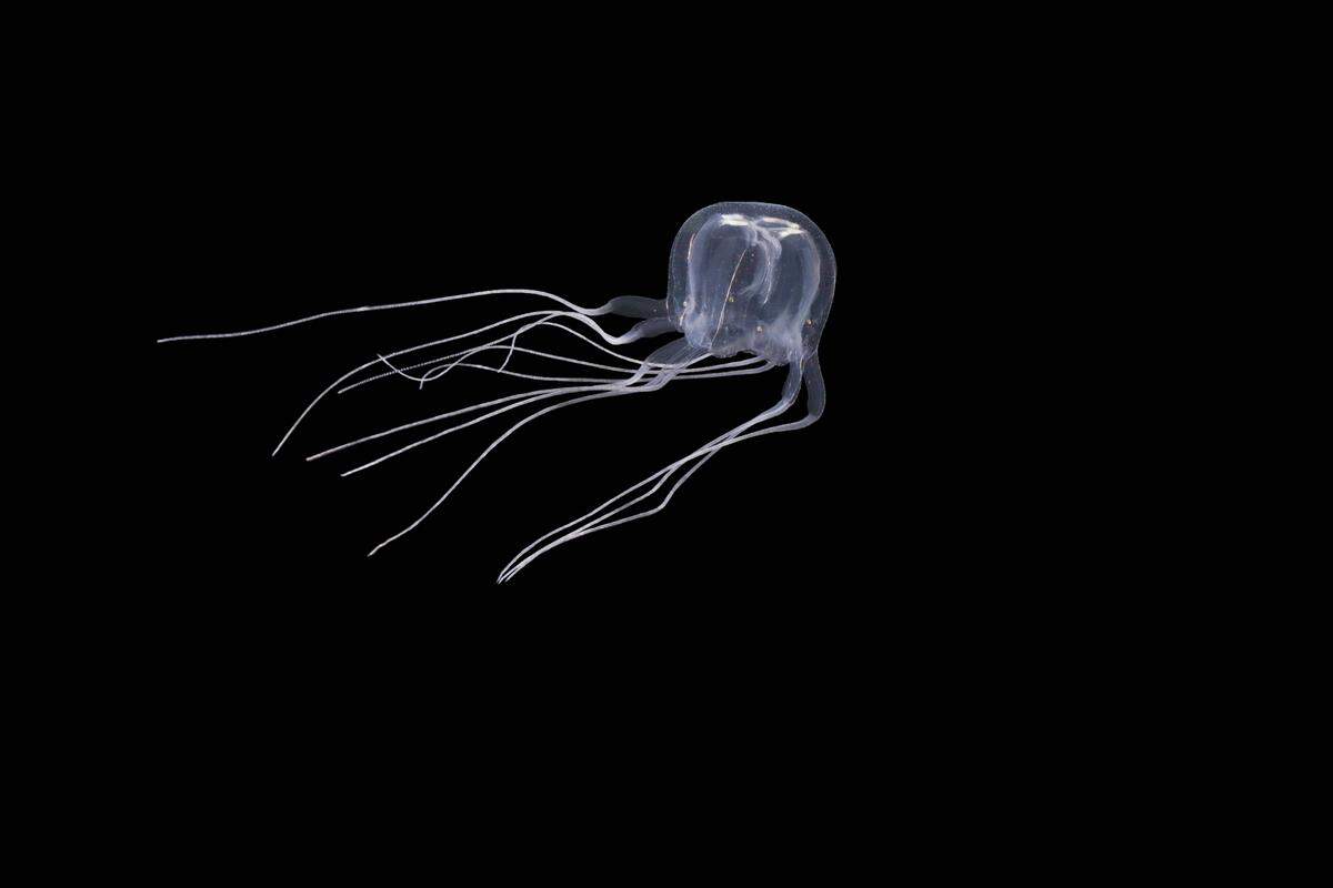 The new species of jellyfish, Tripedalia maipoensis.