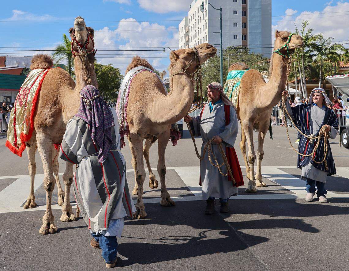 Three camels are lead eastbound on Calle Ocho by the three kings during the Miami's 50th Annual Three Kings Parade, also known as the "Desfile de los Reyes.”