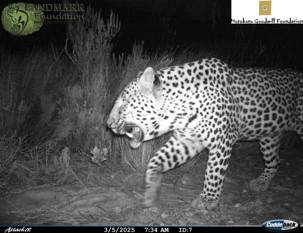 Two leopards, a male and a suspected female, were both spotted in the reserve.
