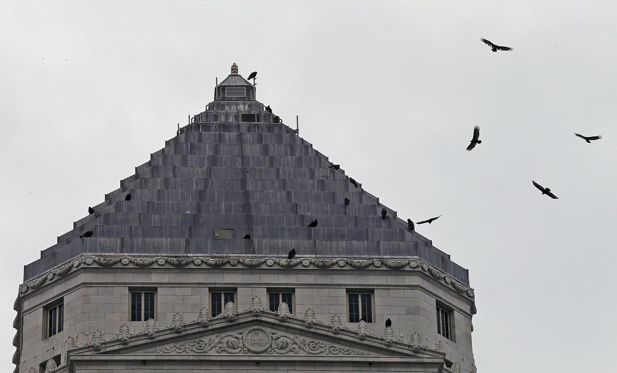 Miami does not have snow, but does have turkey vultures that signal a change in the seasons. Vultures perch and hover around the Miami-Dade County Courthouse in downtown Miami.