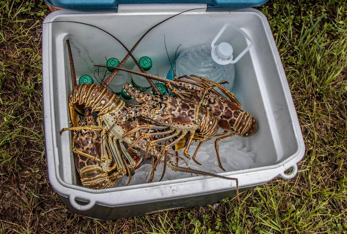 View of several Florida spiny lobsters captured by divers during the first day of lobster miniseason in the Florida Keys on Wednesday, July 26, 2023.