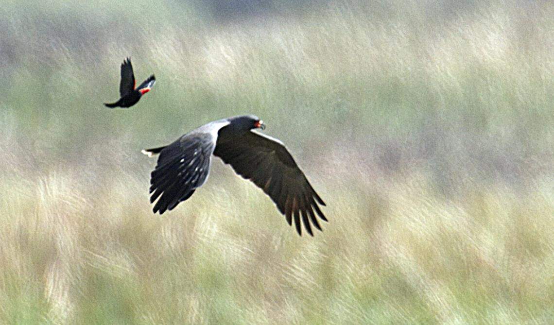 The Bird Basin wetlands once provided habitat for about 100 different species, including snail kites like the one pictured here, eagles and ospreys. Miami Herald archives