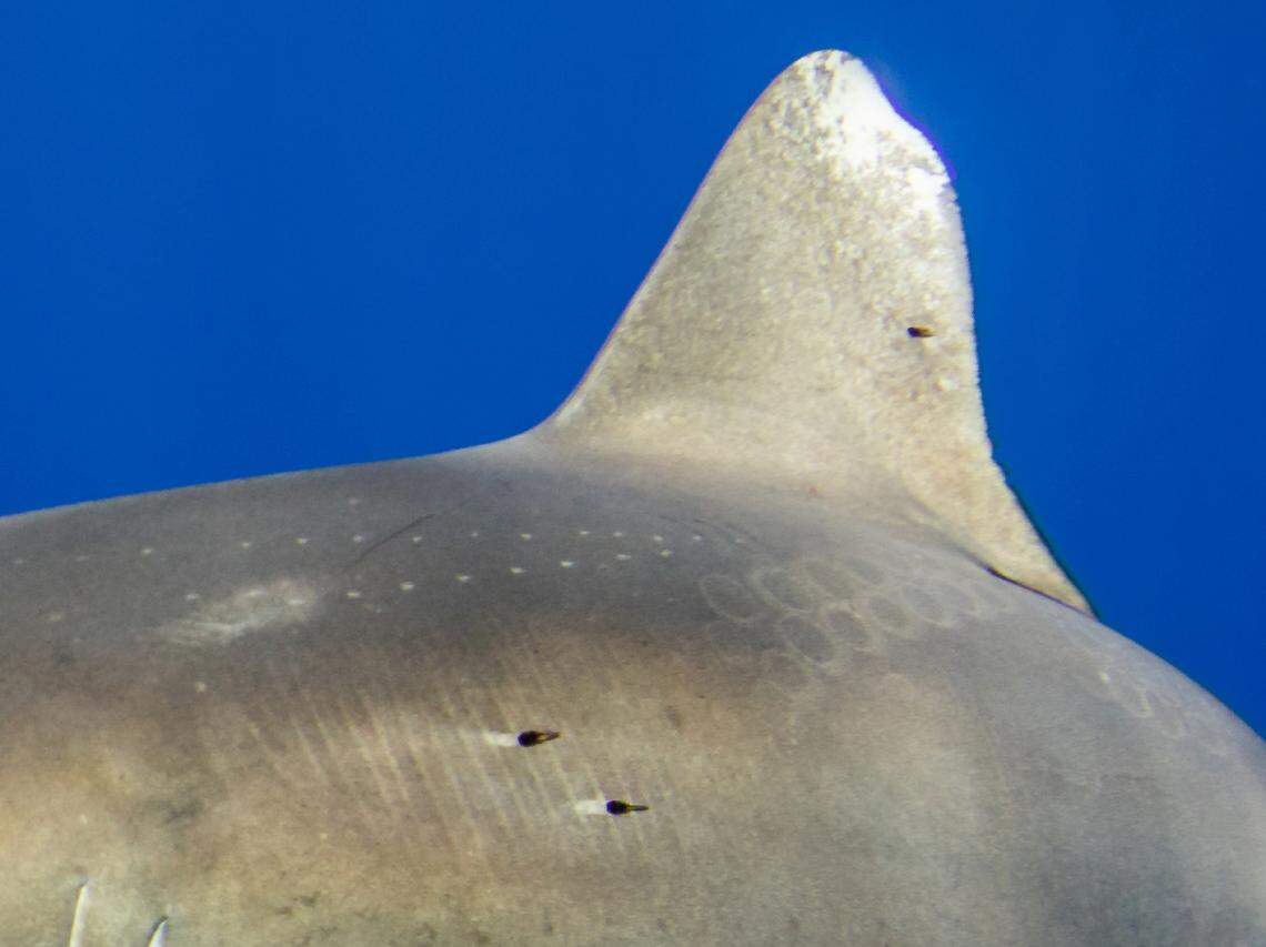 Markings on this oceanic whitetip shark may be battle scars from an encounter with a giant squid, FIU researchers found.