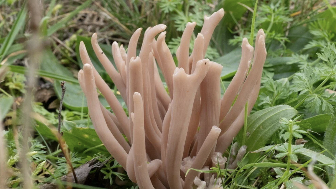 Diana Walker via SWNS