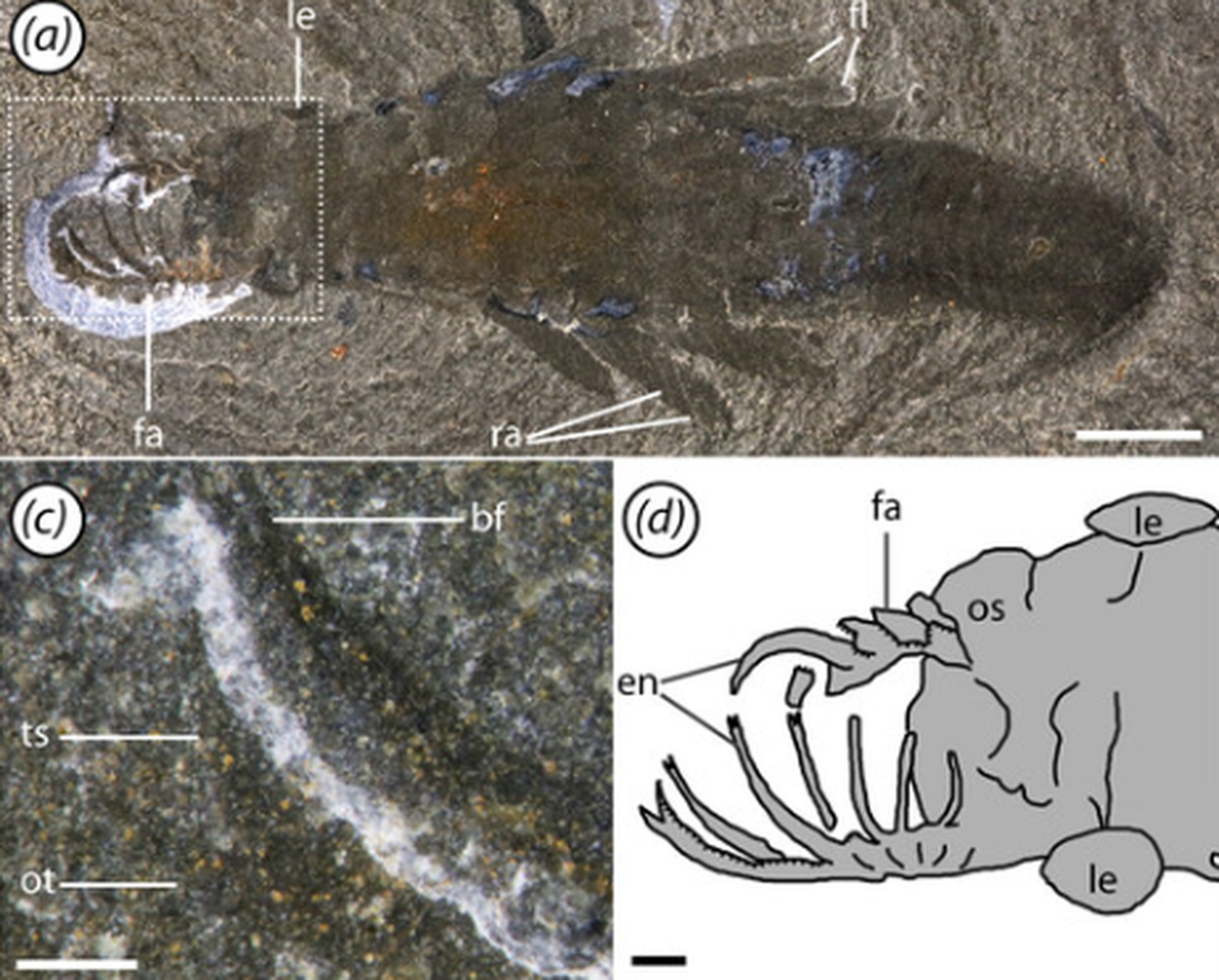 Though only the size of a finger, the new species was a predator.