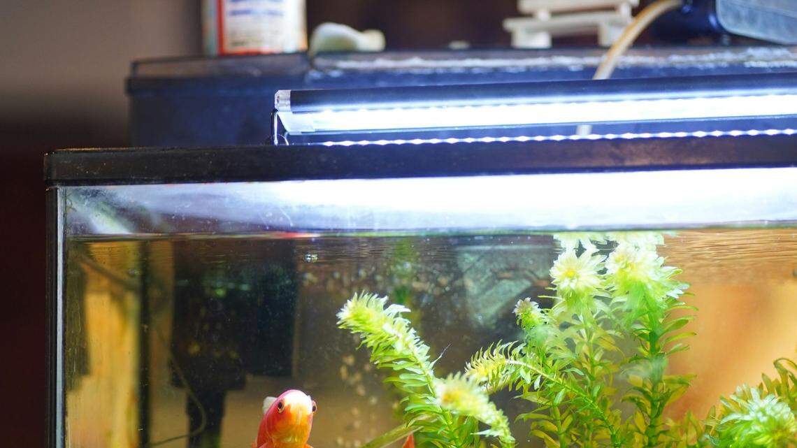 Some new species were hiding in plain site in household aquariums, researchers said.