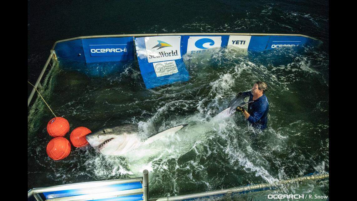 Caroline is a 12-foot, 9-inch white shark tagged off Hilton Head, South Carolina in 2019, OCEARCH says.
