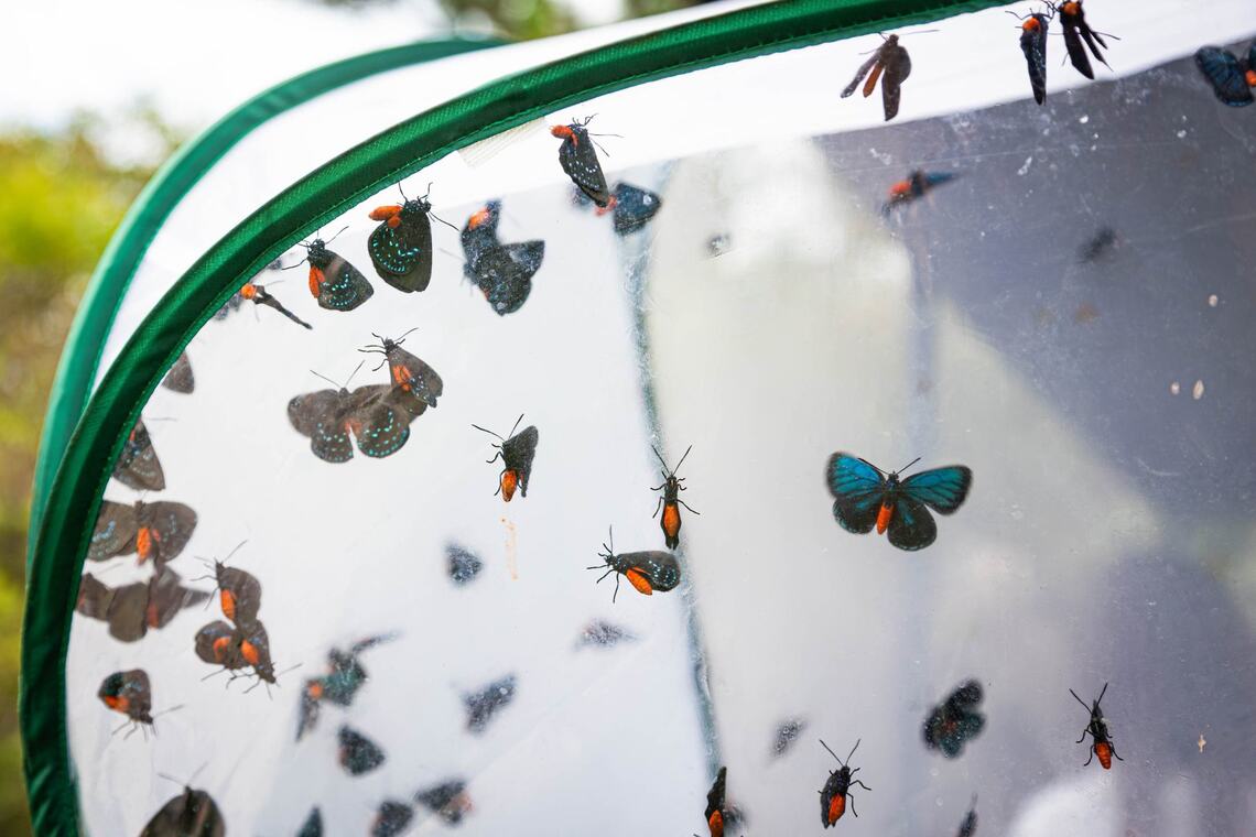 How Do Atala Butterflies Survive Hurricanes: Nature’s Resilience Unveiled