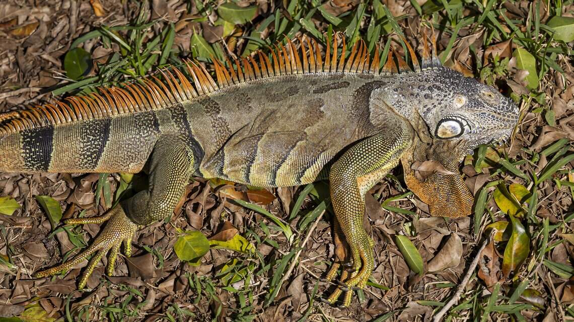 What happened to all those iguanas captured in Miramar? We have answers