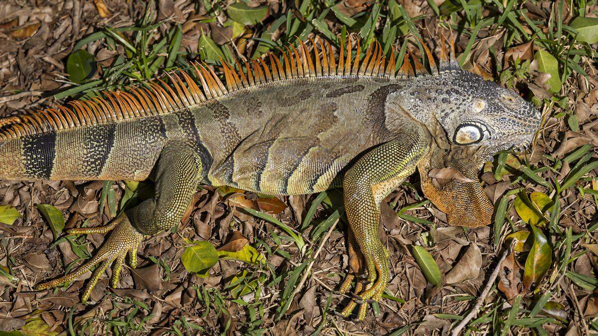 An iguana is seen laying on the ground in a Pembroke Pines neighborhood as temperatures dipped into the 30s on Sunday, Feb. 1.