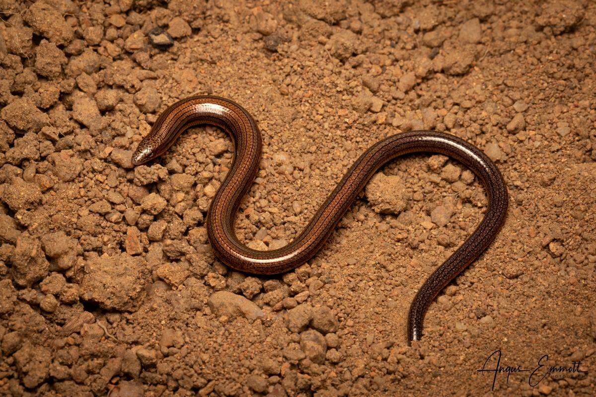 The photo shows a limbless fine-lined slider, another species of skink found by researchers.
