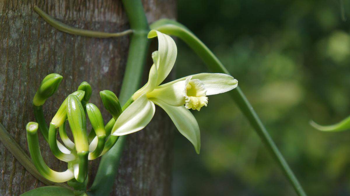Vanilla planifolia produces dozens of edible vanilla beans (really the seed pod), each of which contains thousands of tiny black fragrant seeds.