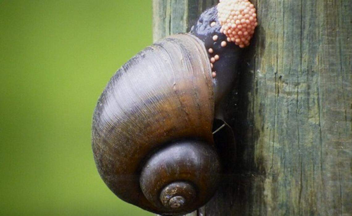 An apple snail deposits eggs in the Newnans Lake Conservation Area in Gainesville. 