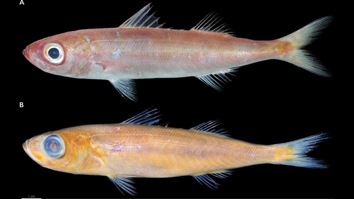 Specimens were bought from two different island fish markets, the researchers said.