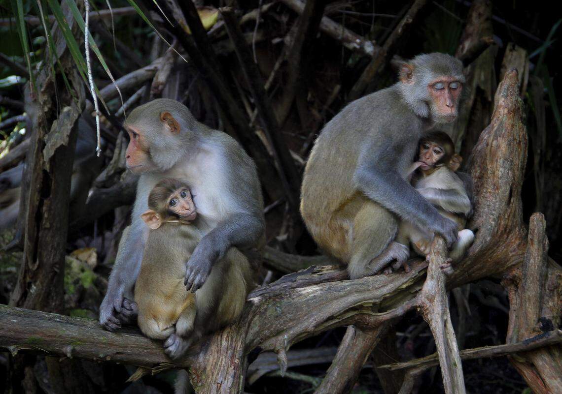 Female rhesus macaques in Florida
