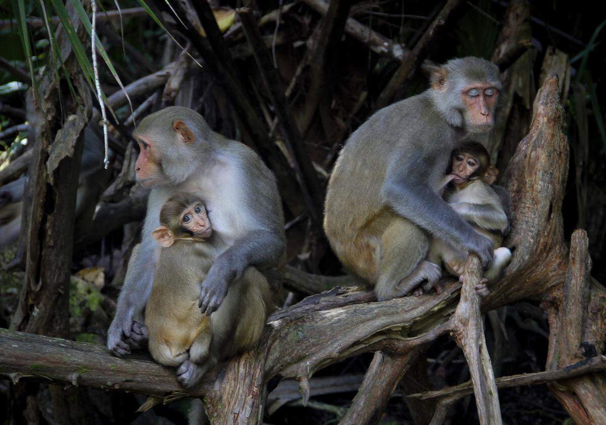 Female rhesus macaques in Florida