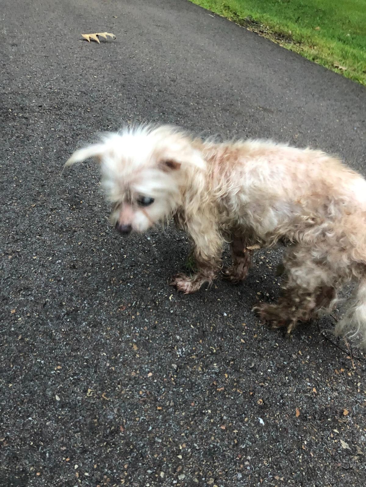 A Mississippi woman found Sissi, a 14-year-old Maltese, in the street Tuesday. The dog’s paws were matted with dirt and her fur was infested with fleas.