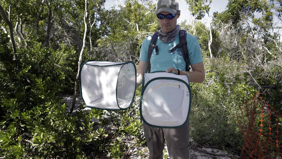 Taylor Hunt, a biologist for the University of Florida’s Miami Blue butterfly research project, holds two insect cages with 60 butterflies that were released earlier this month at Long Key State Park.
