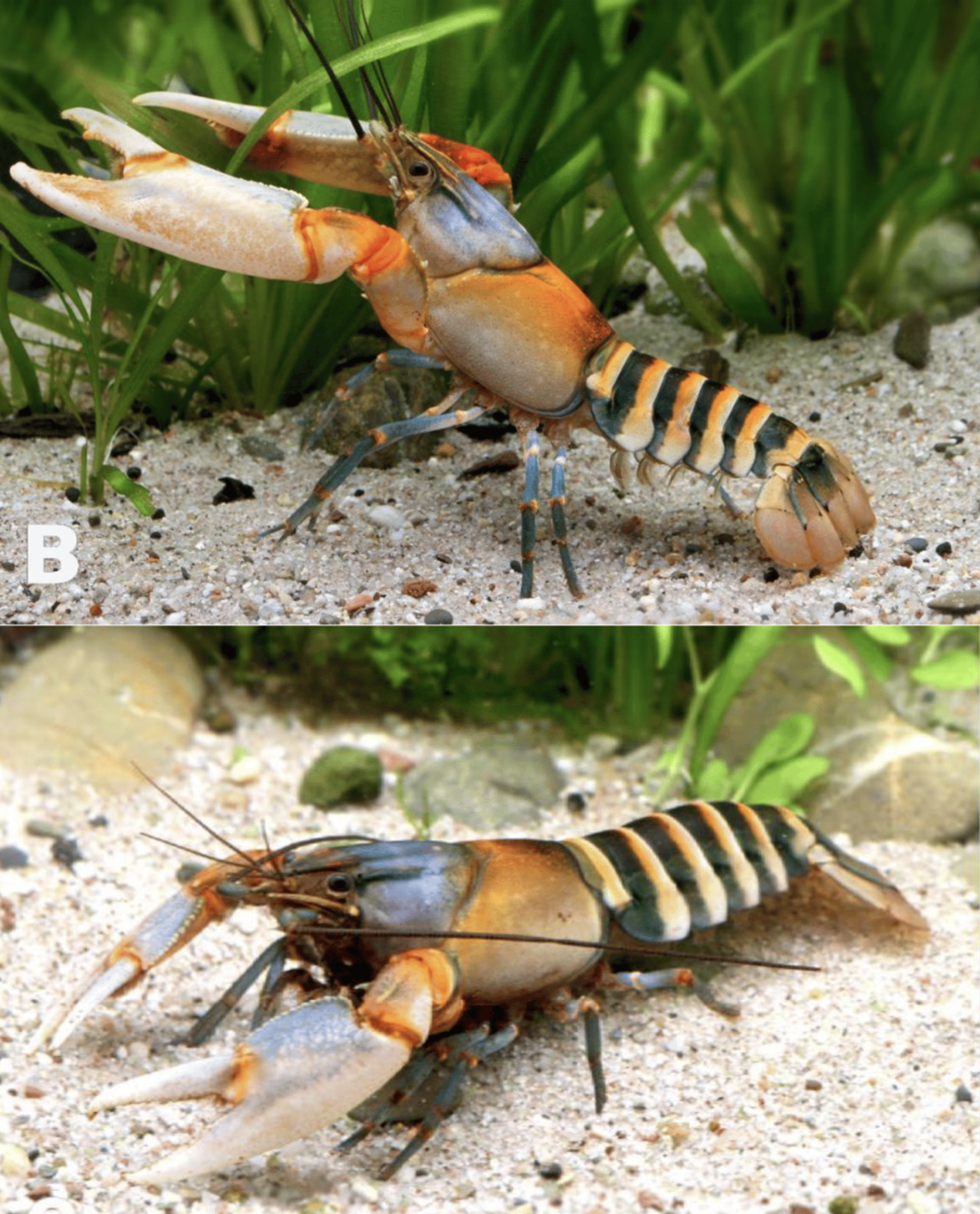 The tiger crayfish, like other crayfish, burrow into the silty bottoms of creeks, researchers said.