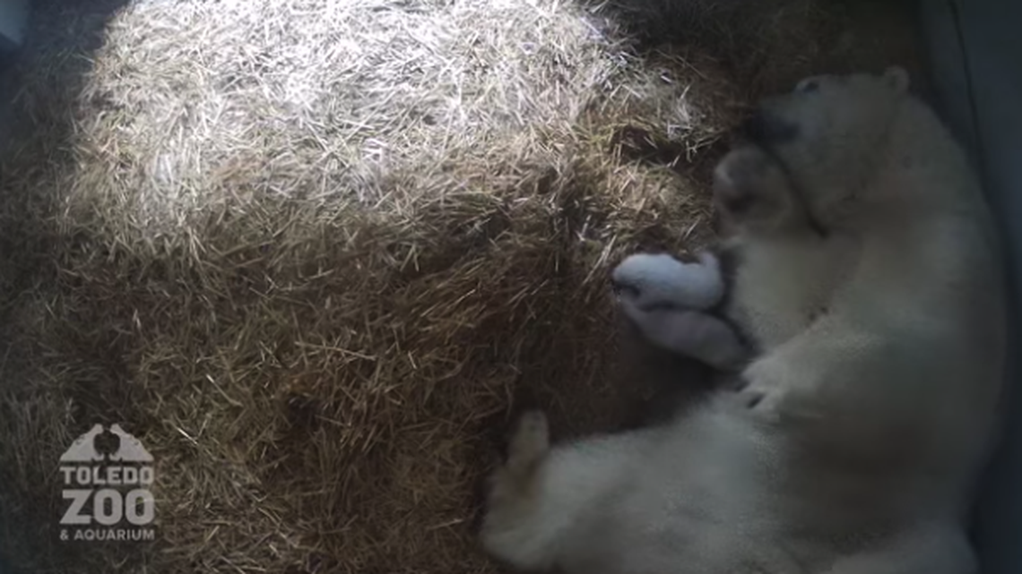 The Toledo Zoo in Ohio welcomed the birth of twin polar bear cubs.