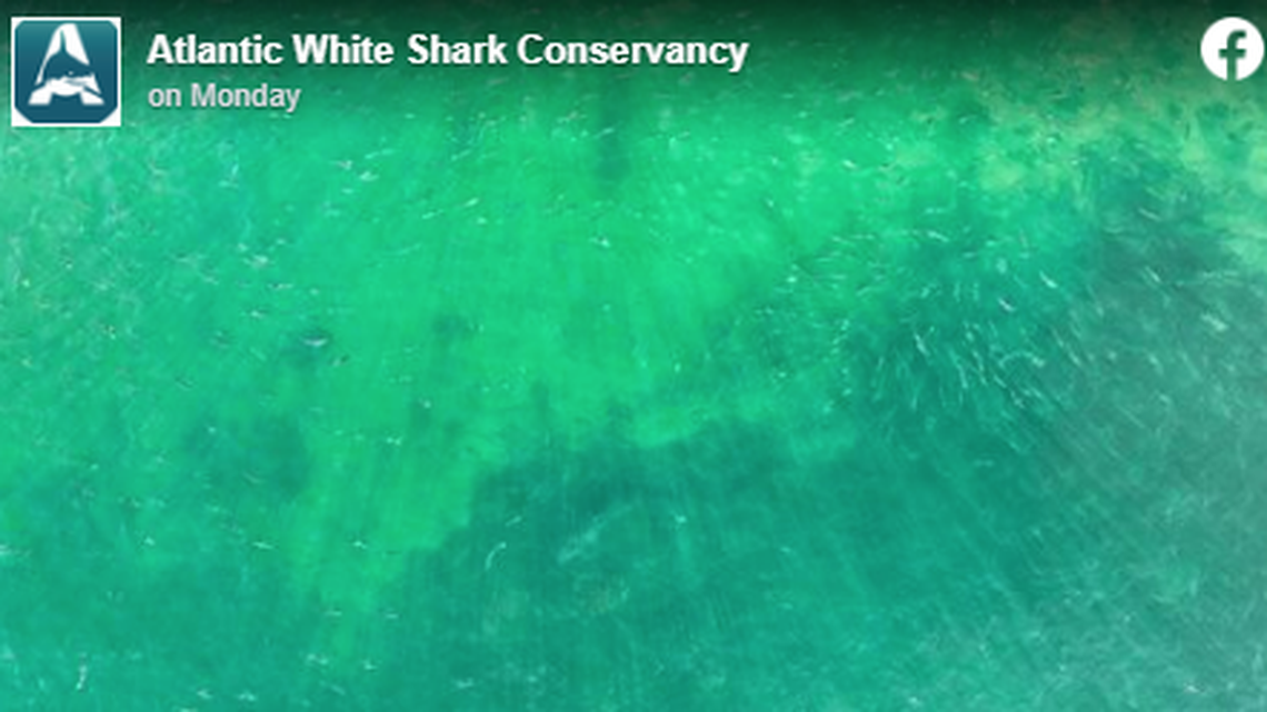 There is a large great white shark in this photo taken off Cape Cod, Massachusetts. Can you find it?